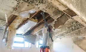 Why You Should Choose Our Mold Remediation Services in Spring City, PA